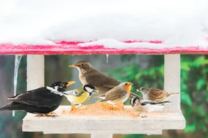 Vogelfutter-Sorten: Welches Futter für welchen Vogel?